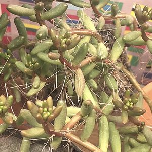 aerial roots on succulents