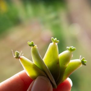 How to propagate succulents from leaves and cuttings