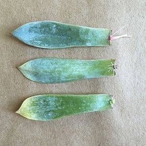 Propagate succulents from leaves