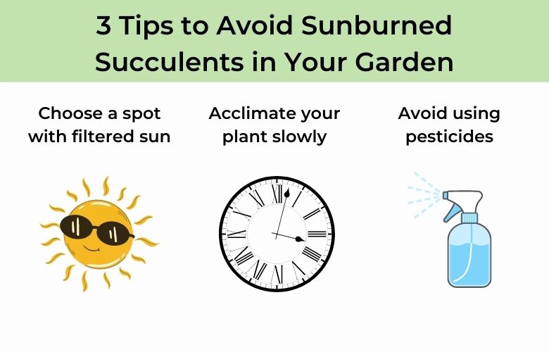 3 tips to avoid sunburned succulents in your garden