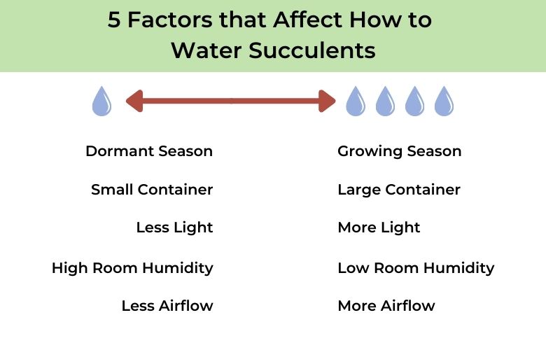 5 factors that affect how to water succulents