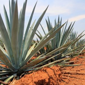 agave succulent types pictures