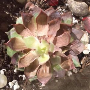 How to save a sunburned succulent