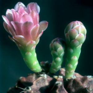 flowering grafted cactus