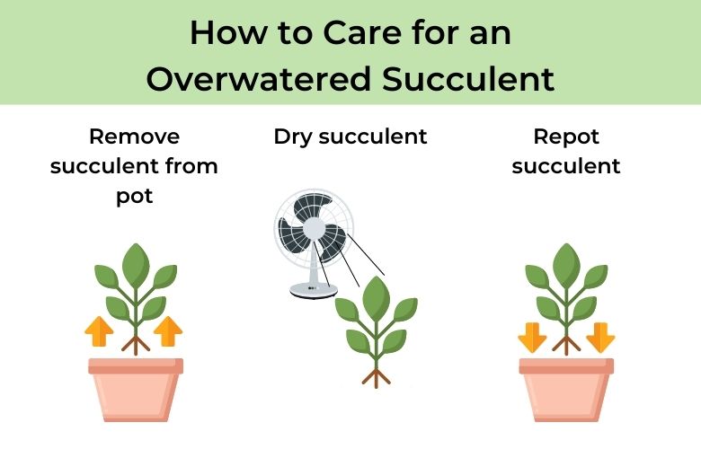 how to care for an overwatered succulent