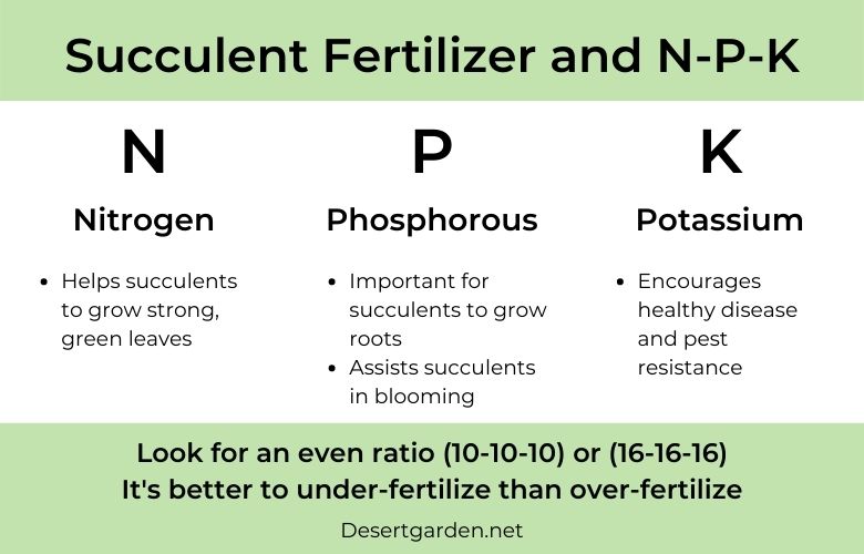 succulent fertilizer and NPK