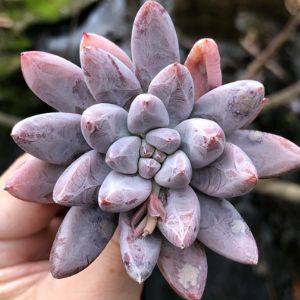 green and purple succulents