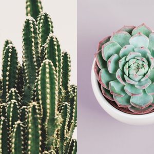 Difference between cactus and succulent