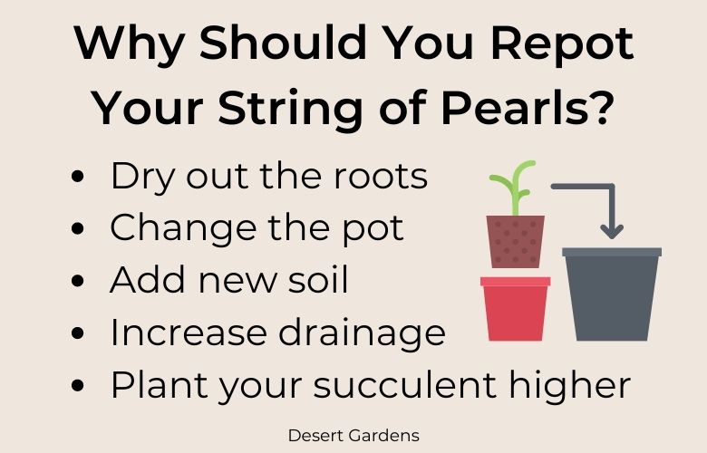 Why repot a string of pearls