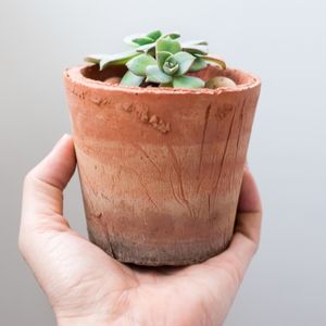 best pot for succulents