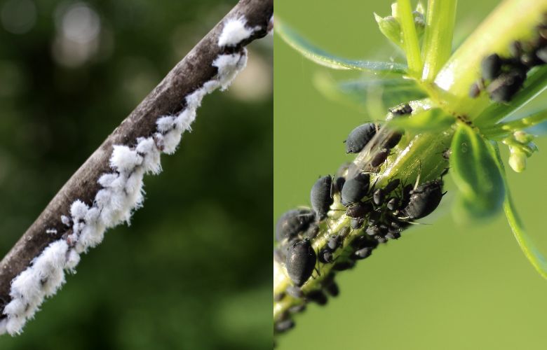 mealybugs and aphids