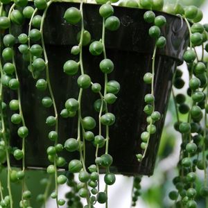 save a dying string of pearls