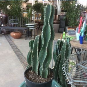 peruvian torch cactus
