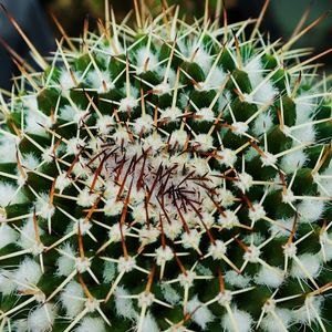 Silver Arrows cactus